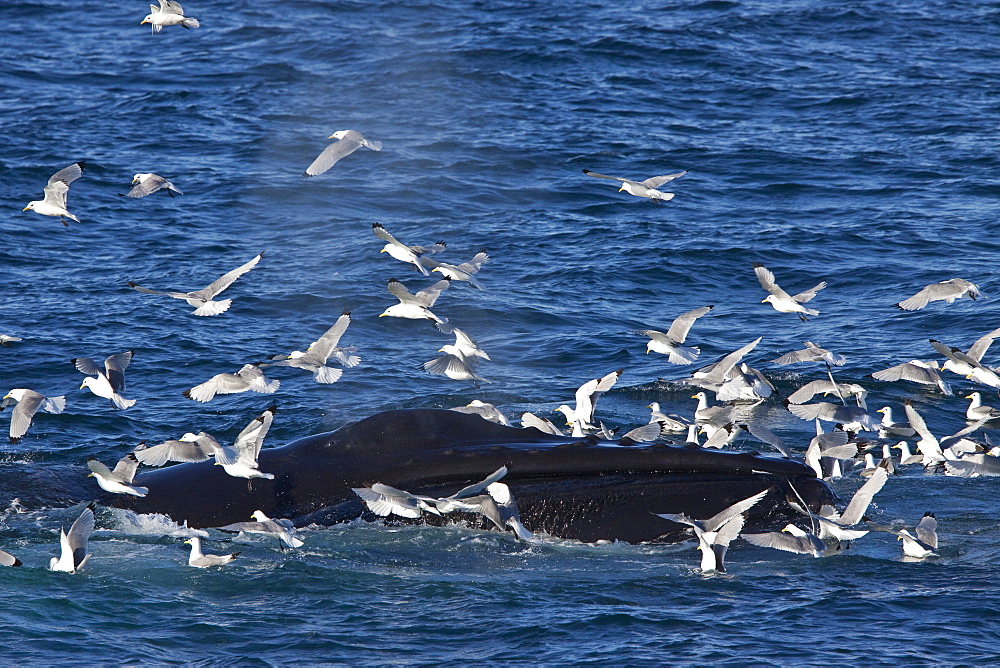 Adult humpback whale (Megaptera novaeangliae) sub-surface feeding among black-legged kittiwakes (Rissa tridactyla), west of Spitsbergen, Barents Sea, Norway