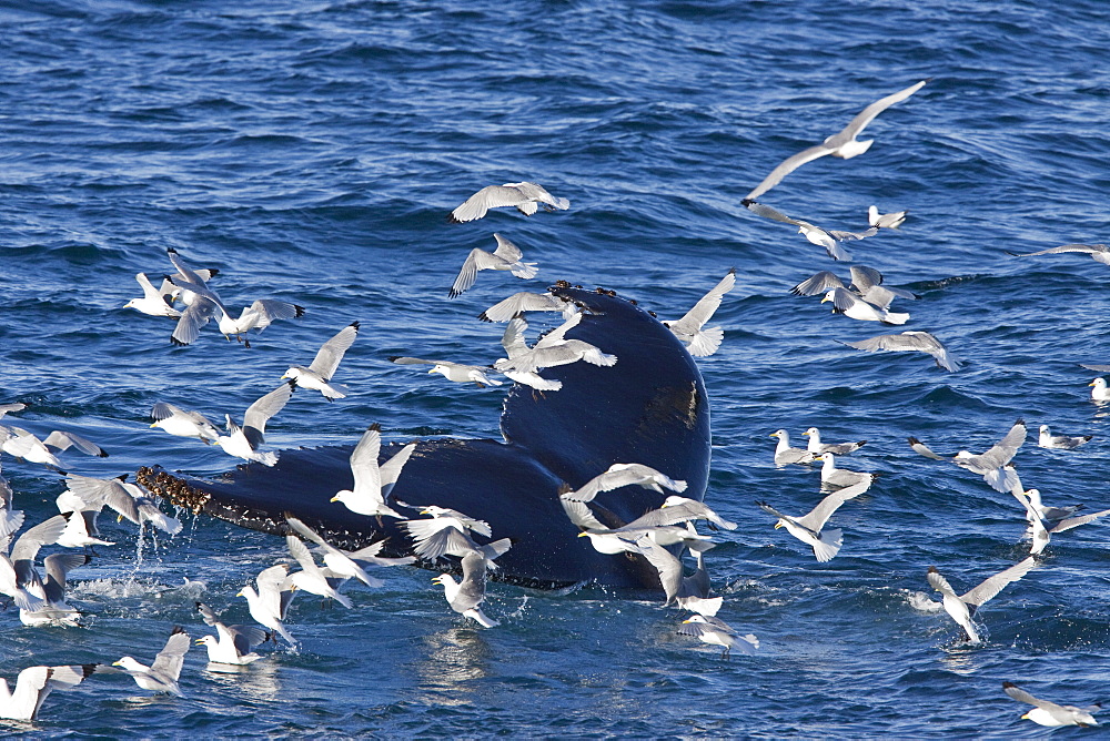 Adult humpback whale (Megaptera novaeangliae) sub-surface feeding among black-legged kittiwakes (Rissa tridactyla), west of Spitsbergen, Barents Sea, Norway