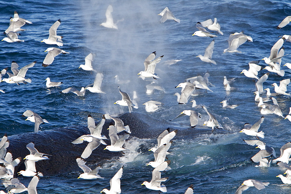 Adult humpback whale (Megaptera novaeangliae) sub-surface feeding among black-legged kittiwakes (Rissa tridactyla), west of Spitsbergen, Barents Sea, Norway