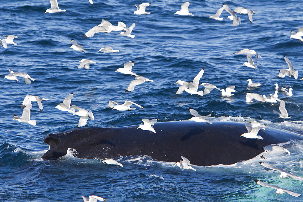 Adult humpback whale (Megaptera novaeangliae) sub-surface feeding among black-legged kittiwakes (Rissa tridactyla), west of Spitsbergen, Barents Sea, Norway