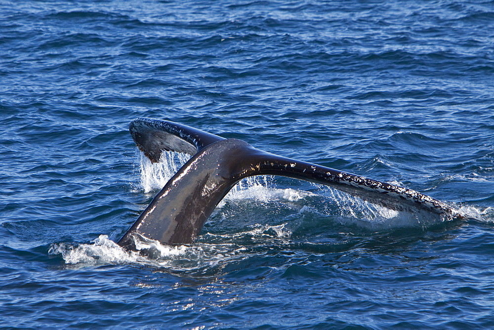 Adult humpback whale (Megaptera novaeangliae) flukes-up dive off the continental shelf west of Spitsbergen in the Barents Sea, Norway