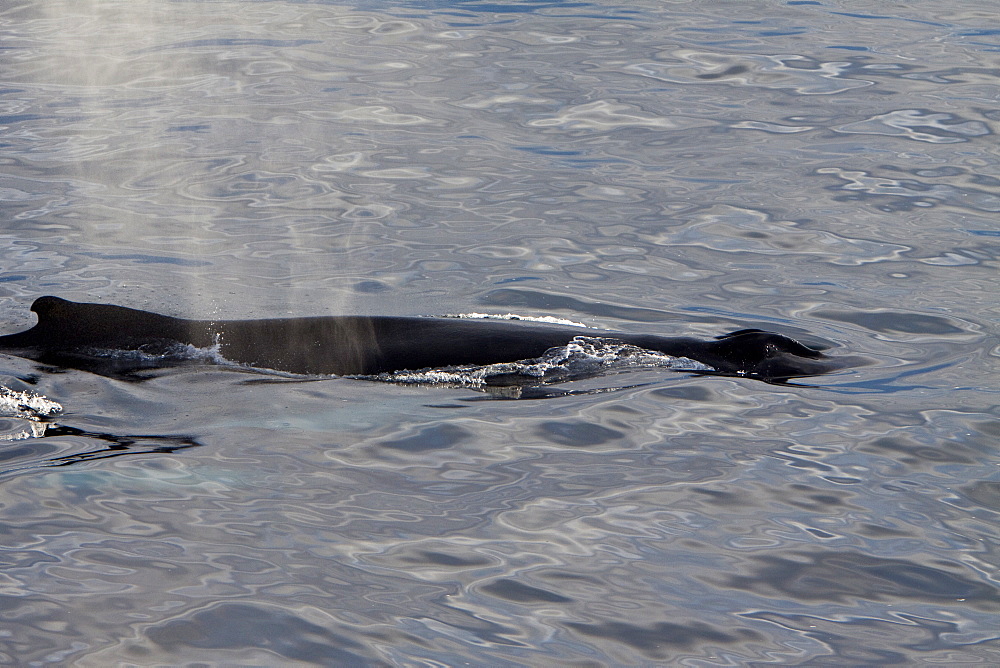 Mother and calf humpback whales (Megaptera novaeangliae)  surfacing off the continental shelf west of Spitsbergen in the Barents Sea, Norway