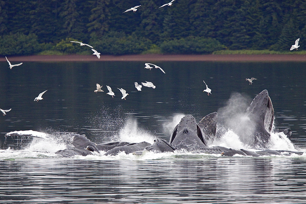 Adult humpback whales (Megaptera novaeangliae) co-operatively "bubble-net" feeding along the west side of Chatham Strait in Southeast Alaska, USA. Pacific Ocean. 