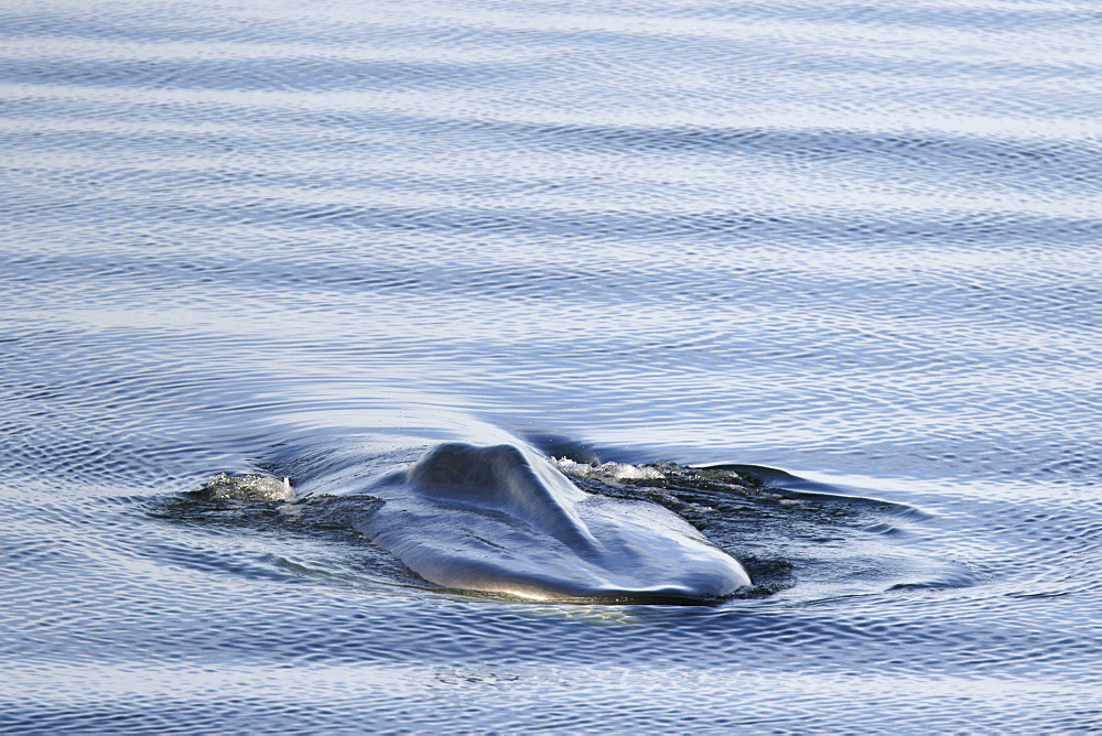 Adult fin whale (Balaenoptera physalus) surfacing in the calm waters off Isla San Esteban, Gulf of California (Sea of Cortez), Baja California, Mexico