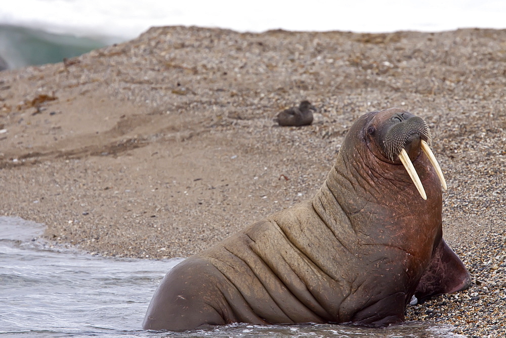 Adult male walrus (Odobenus rosmarus rosmarus) at Torellneset, a point on Nordaustlandet Island, Svalbard Archipelago, Barents Sea, Norway