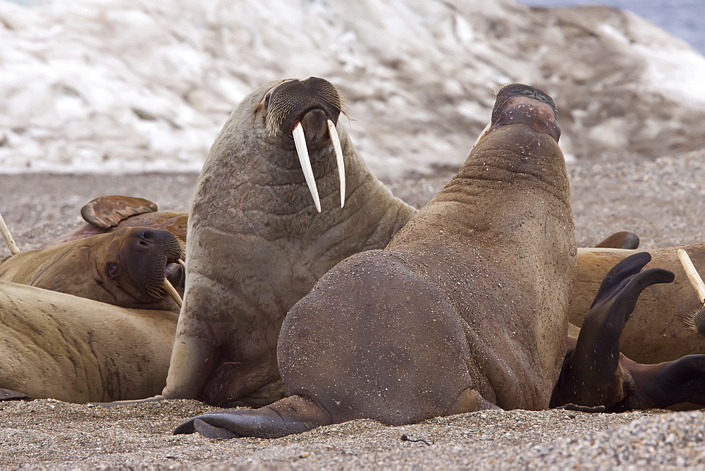 Adult male walrus (Odobenus rosmarus rosmarus) at Torellneset, a point on Nordaustlandet Island, Svalbard Archipelago, Barents Sea, Norway