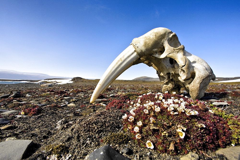 Walrus skull (Odobenus rosmarus rosmarus) on the tundra off Freemansundet in the Svalbard Archipelago in the Barents Sea, Norway