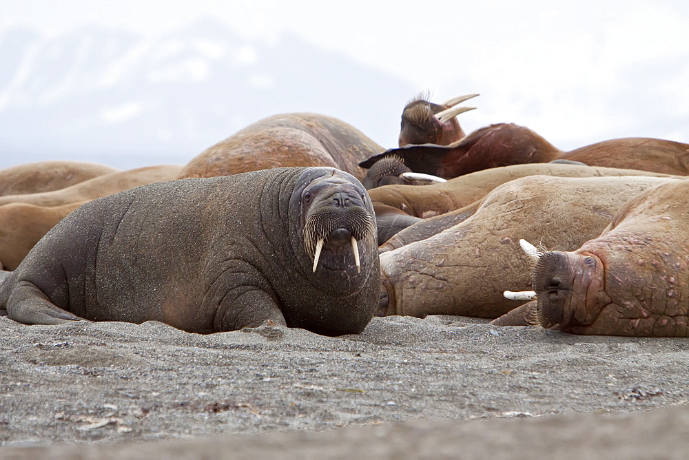 Adult male walrus (Odobenus rosmarus rosmarus) hauled out on the beach at Poolepynten in Prins Karls Forland, Svalbard Archipelago, Barents Sea, Norway