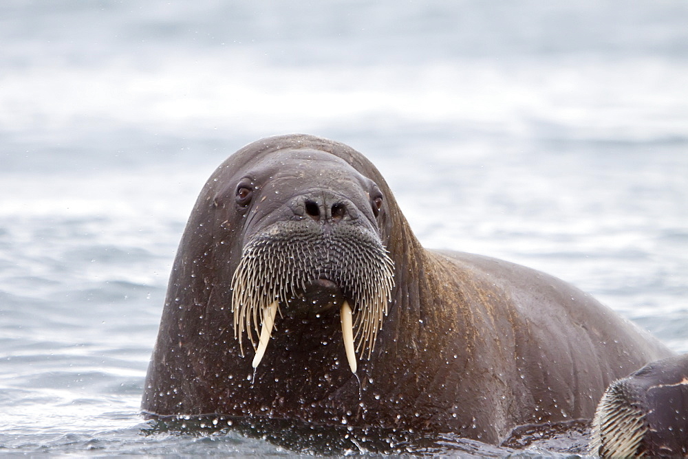 Adult male walrus (Odobenus rosmarus rosmarus) in the water just off the beach at Poolepynten in Prins Karls Forland, Barents Sea, Norway