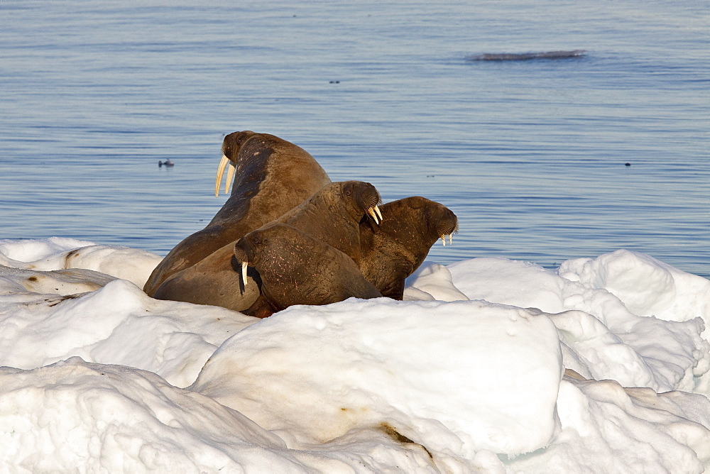 Adult male walrus (Odobenus rosmarus rosmarus) on ice floes near Moffen Island, Svalbard Archipelago in the Barents Sea, Norway