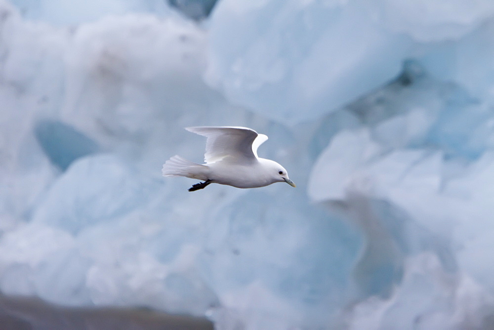 An adult ivory gull (Pagophila eburnea) near Monaco Glacier on the north side of Spitsbergen in the Svalbard Archipelago in the Barents Sea, Norway