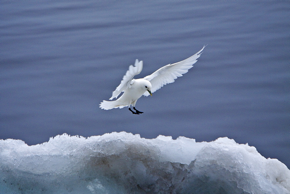 An adult ivory gull (Pagophila eburnea) near Monaco Glacier on the north side of Spitsbergen in the Svalbard Archipelago in the Barents Sea, Norway