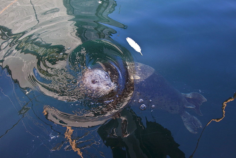 Popeye the official harbor seal (Phoca vitulina) of Friday Harbor on San Juan Island, Washington State, USA, Pacific Ocean