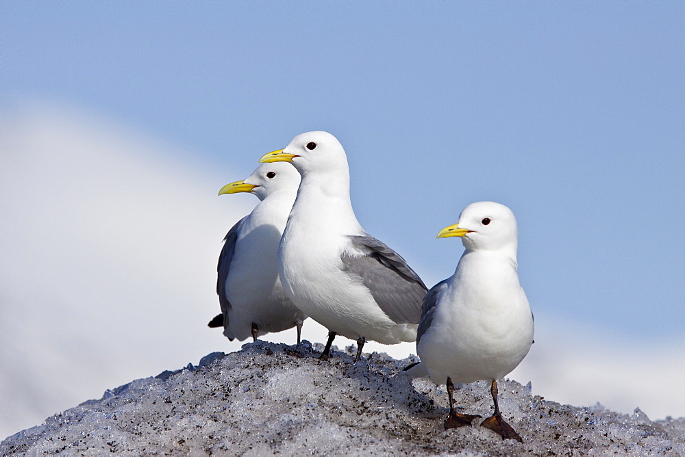 Adult black-legged kittiwake (Rissa tridactyla) near ice in the Svalbard Archipelago, Barents Sea, Norway