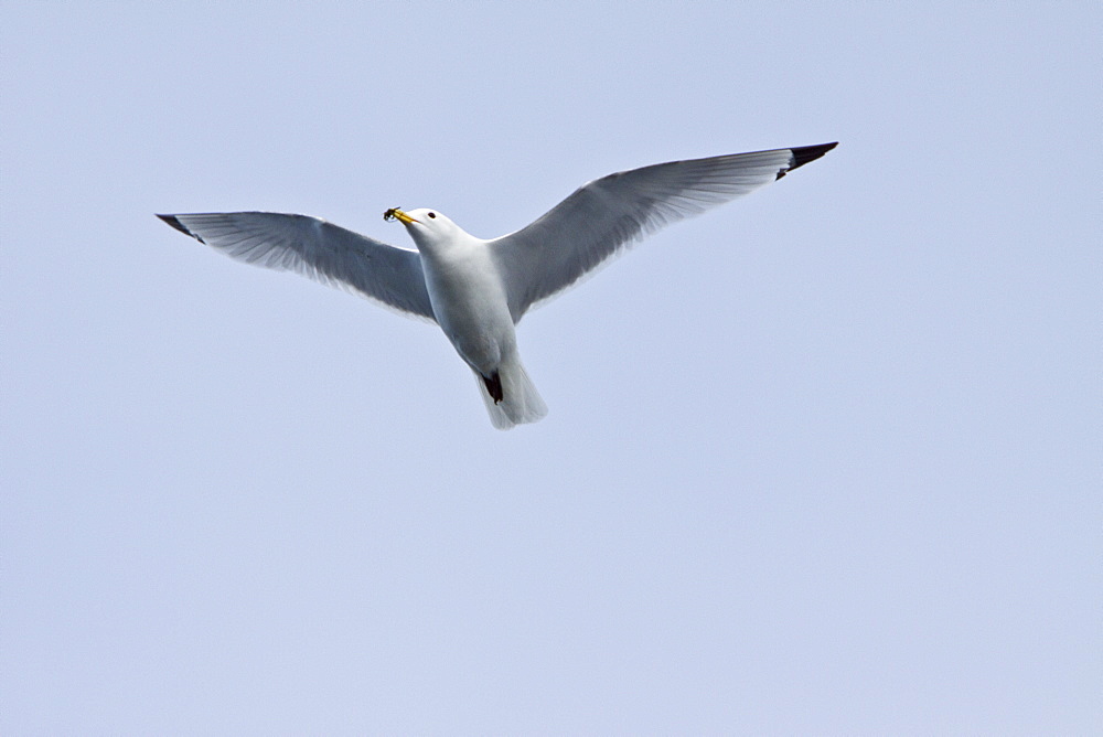 Adult black-legged kittiwake (Rissa tridactyla) near ice in the Svalbard Archipelago, Barents Sea, Norway