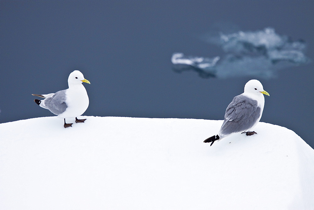 Adult black-legged kittiwake (Rissa tridactyla) near ice in the Svalbard Archipelago, Barents Sea, Norway