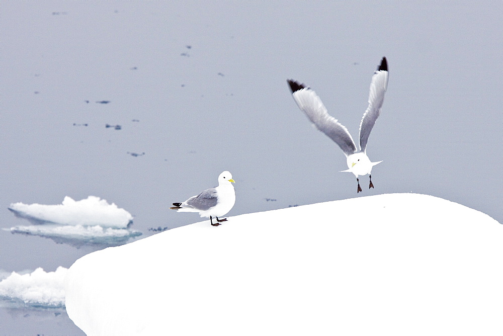 Adult black-legged kittiwake (Rissa tridactyla) near ice in the Svalbard Archipelago, Barents Sea, Norway