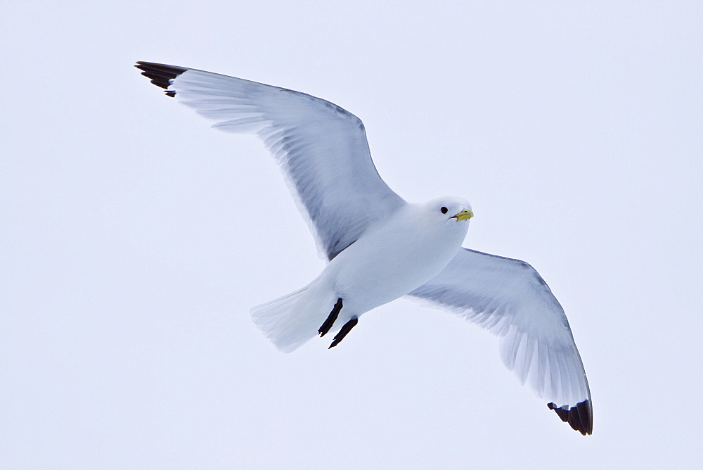 Adult black-legged kittiwake (Rissa tridactyla) near ice in the Svalbard Archipelago, Barents Sea, Norway