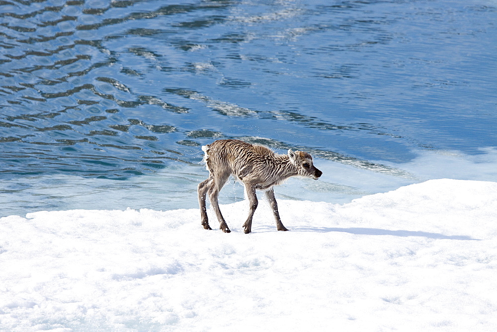 A stranded Svalbard reindeer fawn (Rangifer tarandus platyrhynchus) on ice floe at Monaco Glacier in Wood Fjord on Spitsbergen Island, Svalbard Archipelago, Norway