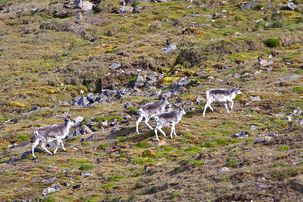 Svalbard reindeer (Rangifer tarandus platyrhynchus) on tundra in Lillehkfjord on Spitsbergen Island in the Svalbard Archipelago, Norway