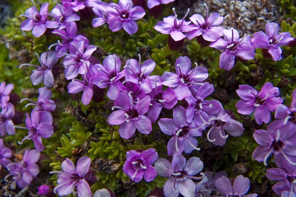 A close-up view of moss campion (Silene acaulis) in Svalbard, Norway