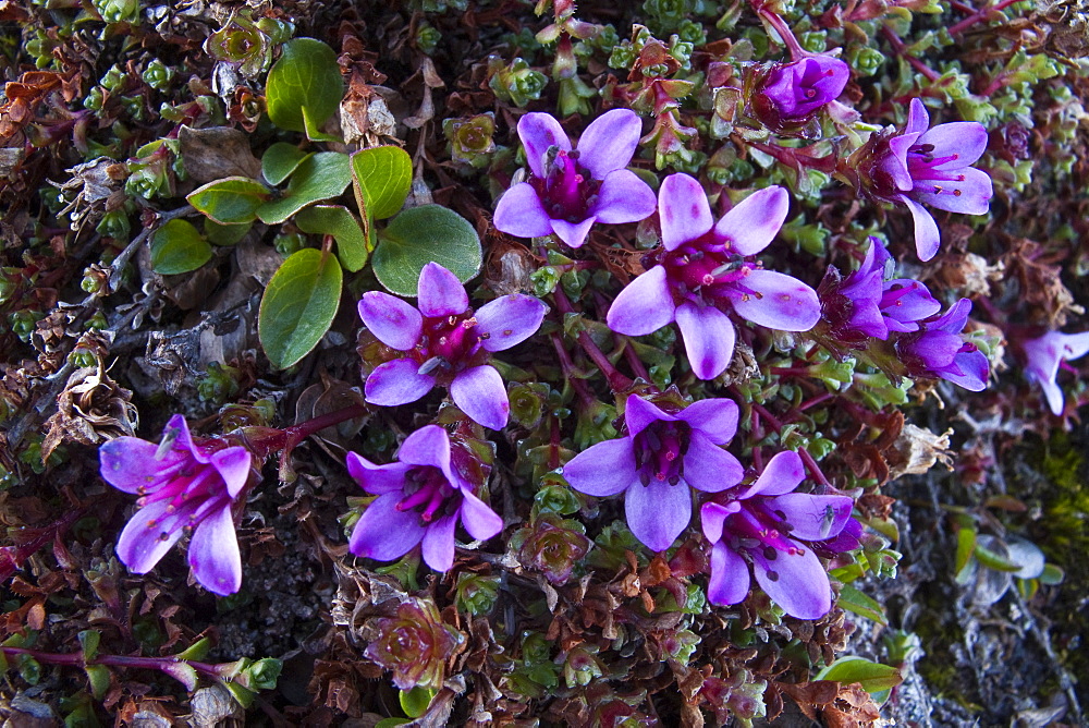 A close-up view of purple (mountain) saxifrage (Saxifraga oppositifolia) in Svalbard, Norway