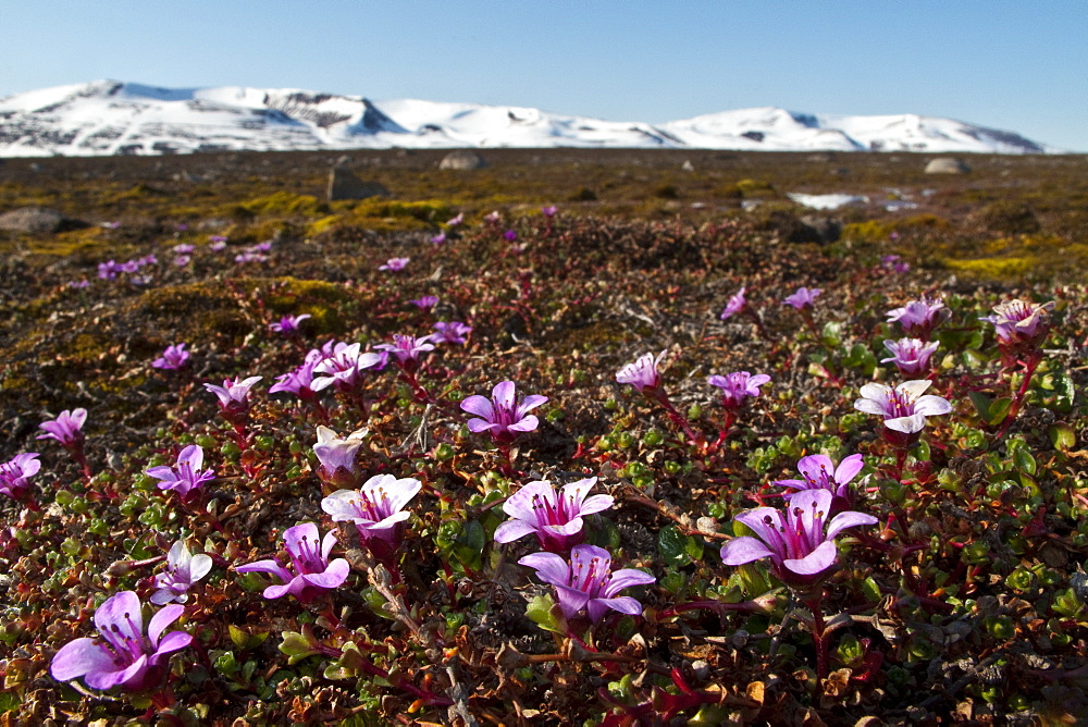 A close-up view of purple (mountain) saxifrage (Saxifraga oppositifolia) in Svalbard, Norway