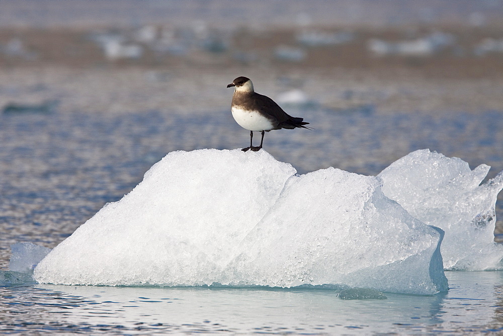 Adult Arctic Skua (Stercorarius parasiticus) resting on ice near the Monaco Glacier in the Svalbard Archipelago