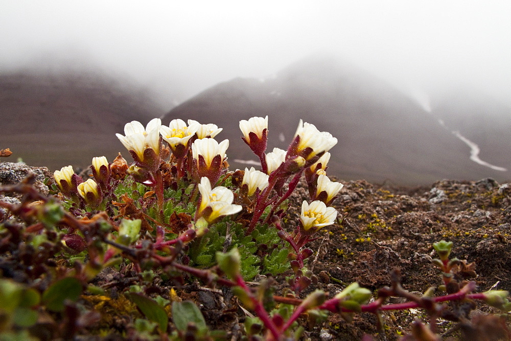 Scenic views of open tundra in the Svalbard Archipelago of Norway. 