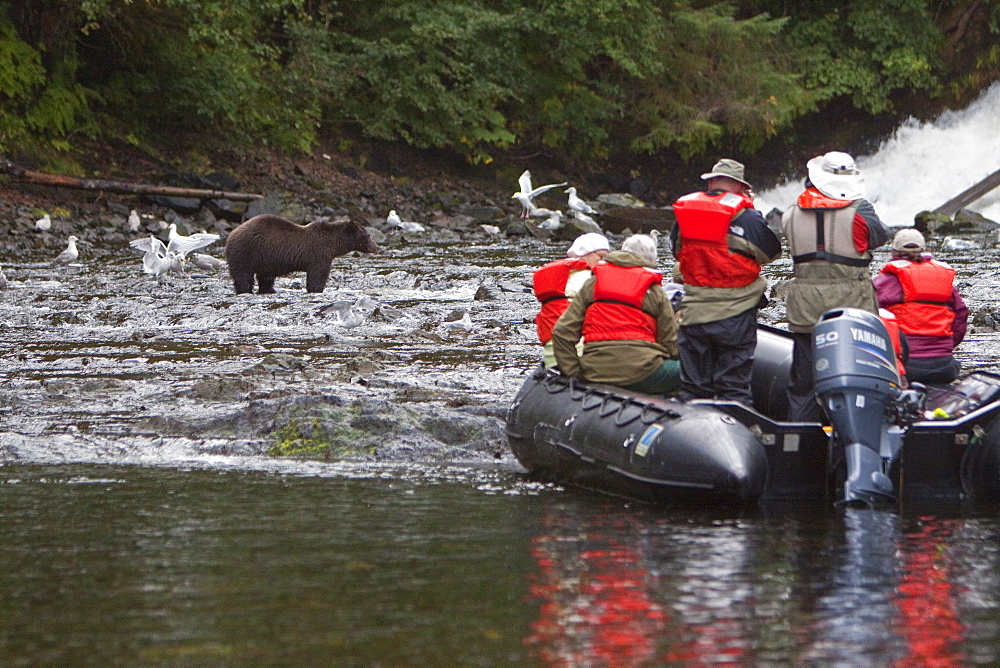 Brown Bear (Ursus arctos) being watched by boat at Pavlof Harbor on Chichagof Island in Southeast Alaska, USA, Pacific Ocean. 