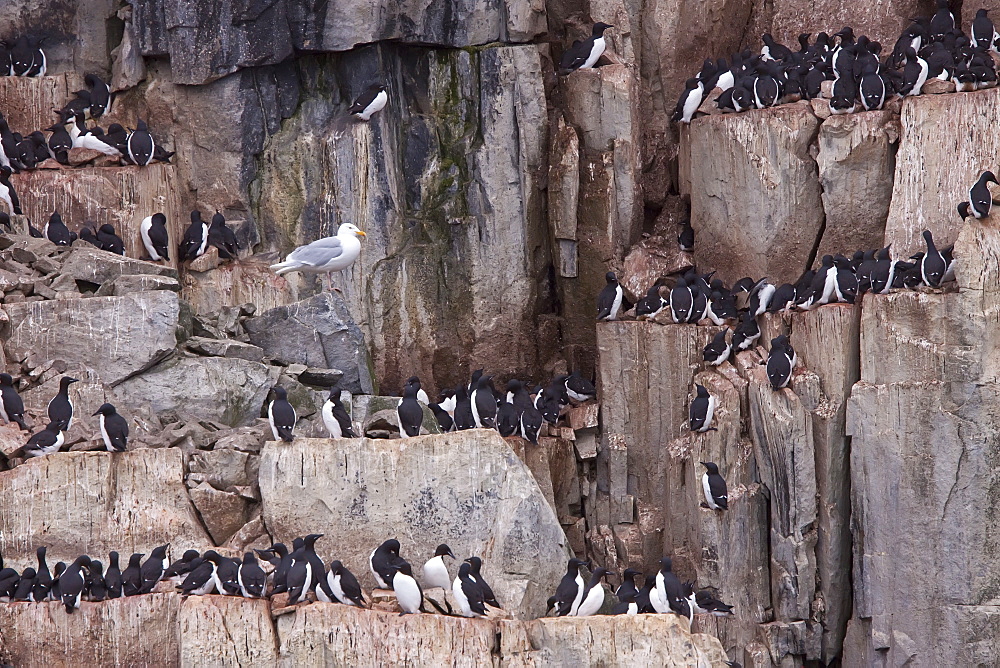 Brï¿½Ã¯ï¿½Â¿ï¿½Â½ï¿½Ãƒï¿½Â·nnich?s guillemot (Uria lomvia) breeding and nesting site at Cape Fanshaw in the Svalbard Archipelago, Barents Sea, Norway