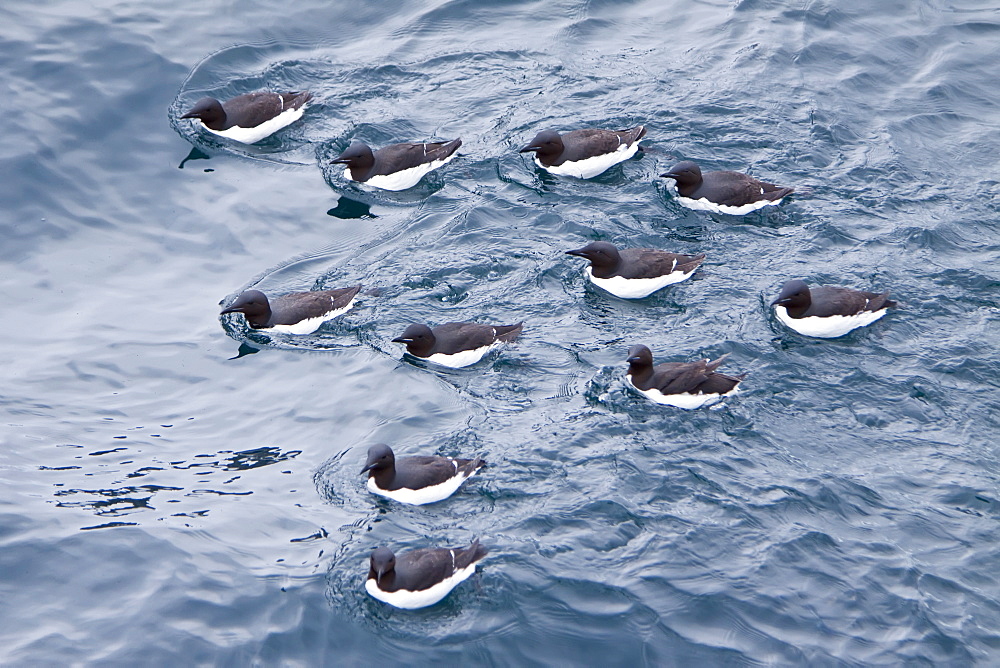 Brï¿½Ã¯ï¿½Â¿ï¿½Â½ï¿½Ãƒï¿½Â·nnich?s guillemot (Uria lomvia) breeding and nesting site at Cape Fanshaw in the Svalbard Archipelago, Barents Sea, Norway