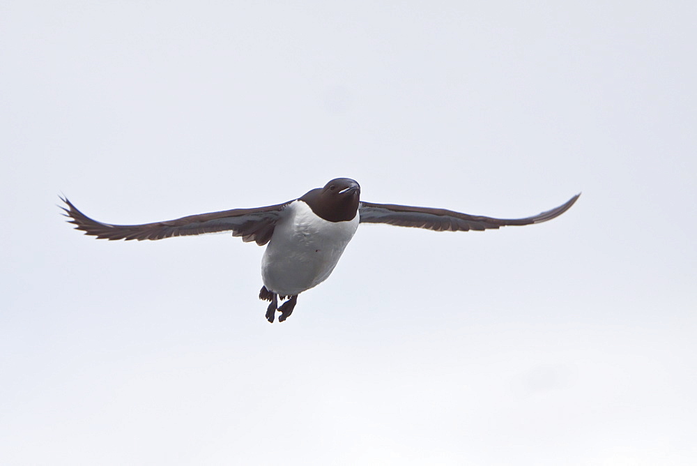 Brï¿½Ã¯ï¿½Â¿ï¿½Â½ï¿½Ãƒï¿½Â·nnich?s guillemot (Uria lomvia) breeding and nesting site at Cape Fanshaw in the Svalbard Archipelago, Barents Sea, Norway