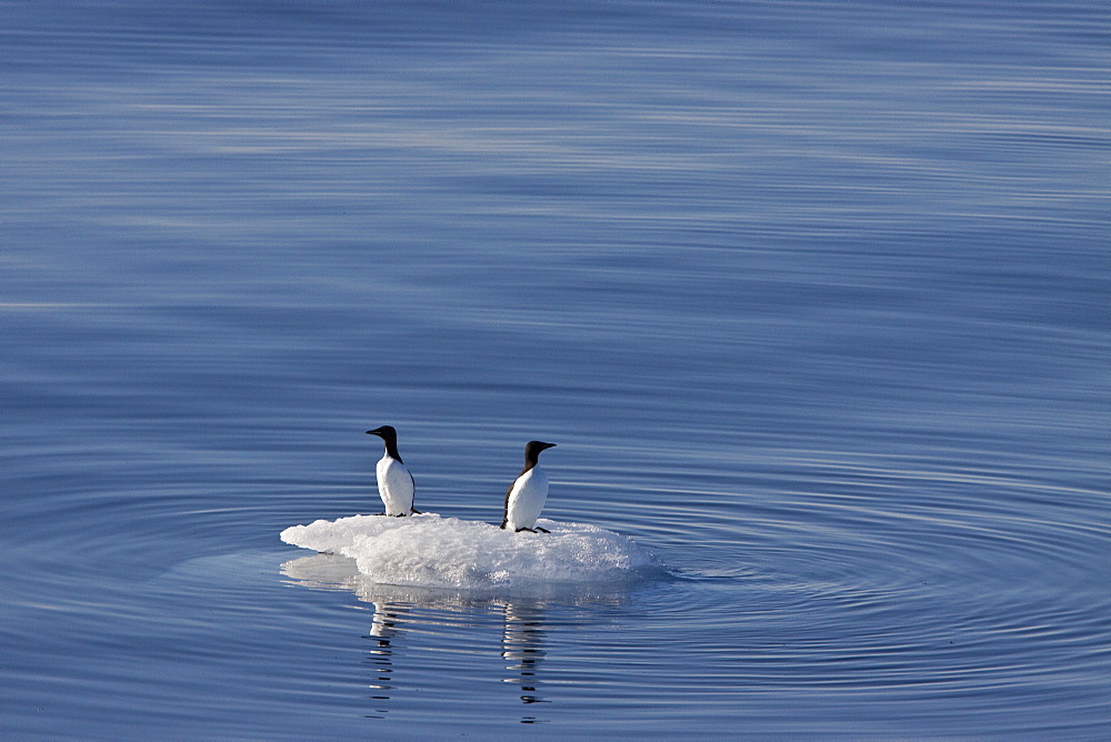 Brï¿½Ã¯ï¿½Â¿ï¿½Â½ï¿½Ãƒï¿½Â·nnich?s guillemot (Uria lomvia) pair resting on ice in the Svalbard Archipelago, Barents Sea, Norway