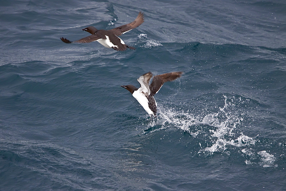 Brï¿½Ã¯ï¿½Â¿ï¿½Â½ï¿½Ãƒï¿½Â·nnich?s guillemot (Uria lomvia) breeding and nesting site at Cape Fanshaw in the Svalbard Archipelago, Barents Sea, Norway