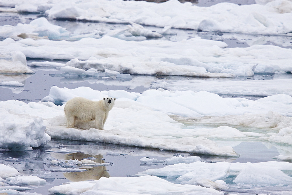 Adult female polar bear (Ursus maritimus) on multi-year ice floes in the Barents Sea, Edge Island, Svalbard Archipelago, Norway