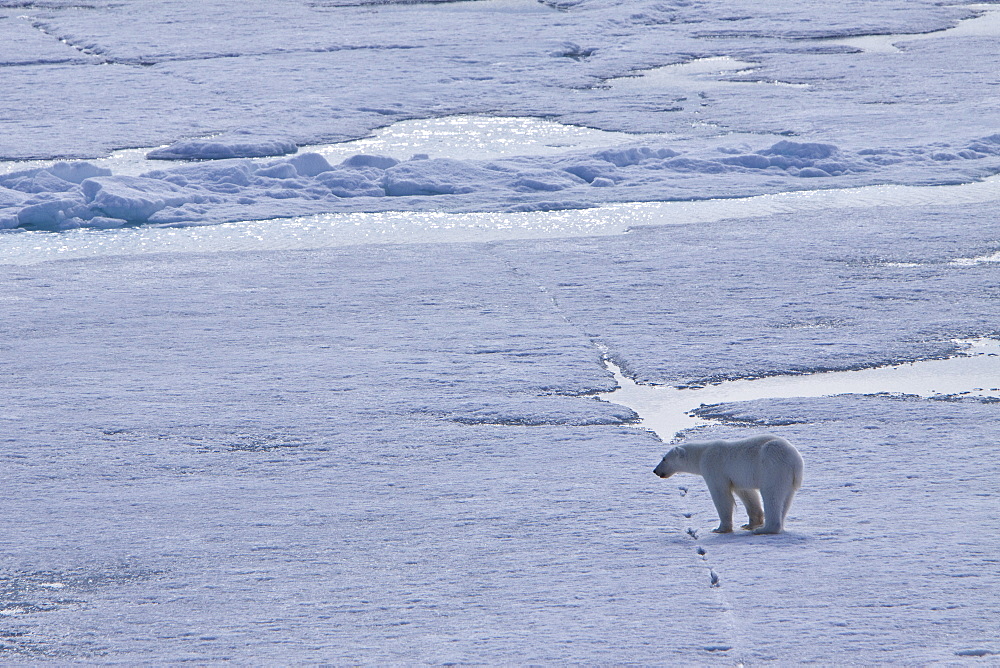A curious young polar bear (Ursus maritimus), approaches the National Geographic Explorer on multi-year ice floes in the Barents Sea, Edge Island, Svalbard Archipelago, Norway