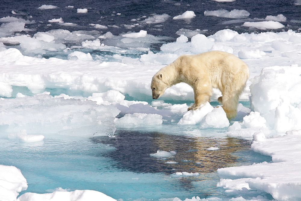 A curious adult polar bear (Ursus maritimus) approaches the National Geographic Explorer in the Barents Sea, Edge Island, Svalbard Archipelago, Norway