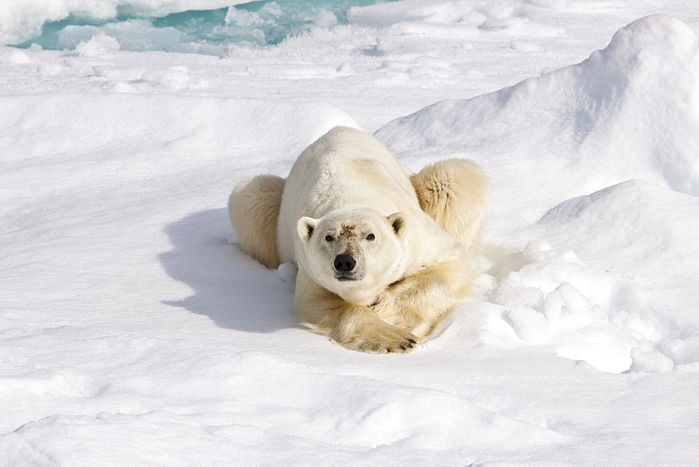 A curious adult polar bear (Ursus maritimus) approaches the National Geographic Explorer in the Barents Sea, Edge Island, Svalbard Archipelago, Norway