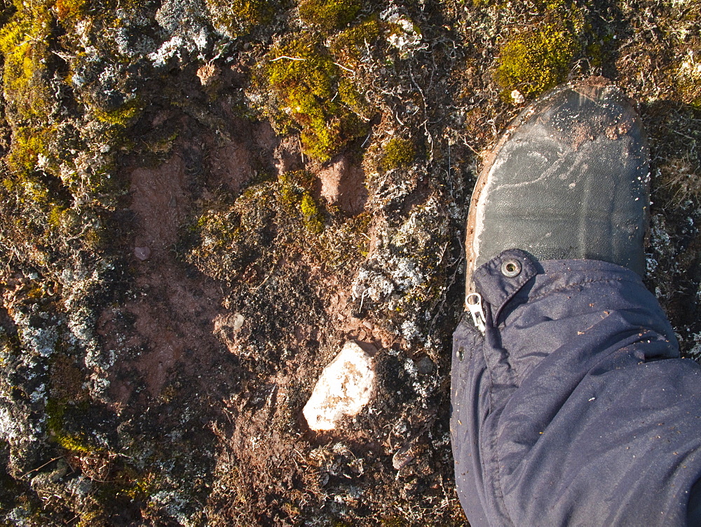 Polar bear (Ursus maritimus) tracks in the tundra off the eastern coast of Edge Island, Svalbard Archipelago, Norway