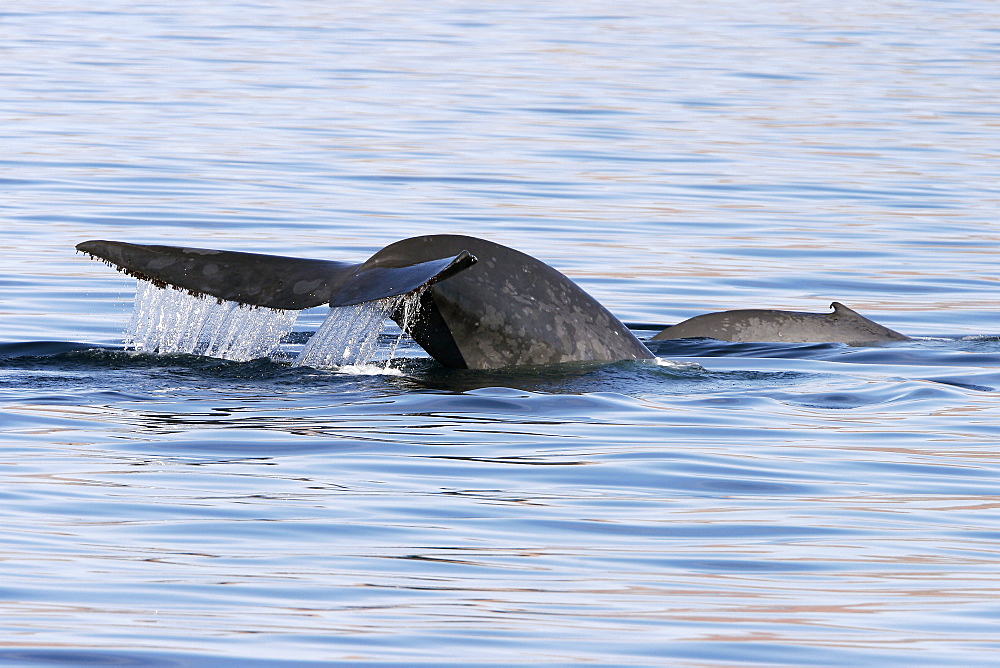 Mother and calf Blue Whale (Balaenoptera musculus) fluke-up dive in the Gulf of California (Sea of Cortez), Mexico.