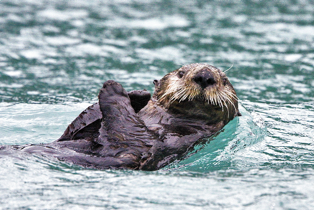 Adult sea otter (Enhydra lutris kenyoni) in Inian Pass, Southeastern Alaska, USA. Pacific Ocean