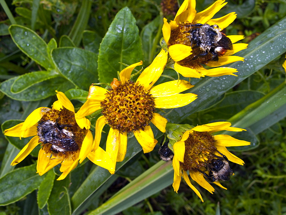 Bees awaiting the warmth and dryness of the sun on flowers in Fox Cove, Chichagof Island, Southeast Alaska, USA.