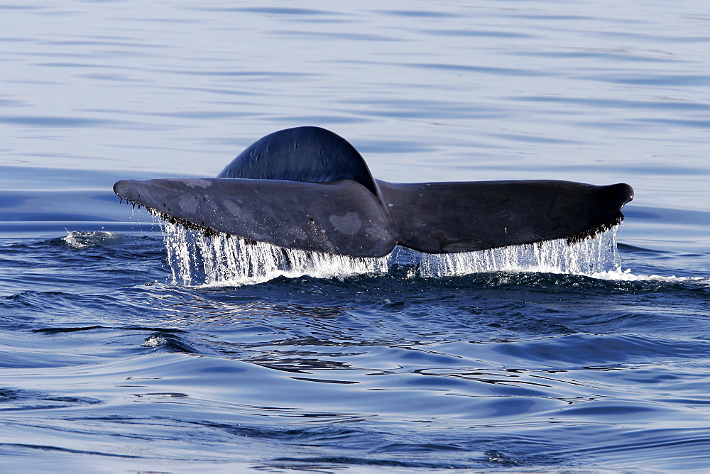 Adult Blue Whale (Balaenoptera musculus) fluke-up dive - note the damage to the right fluke - in the Gulf of California (Sea of Cortez), Mexico.