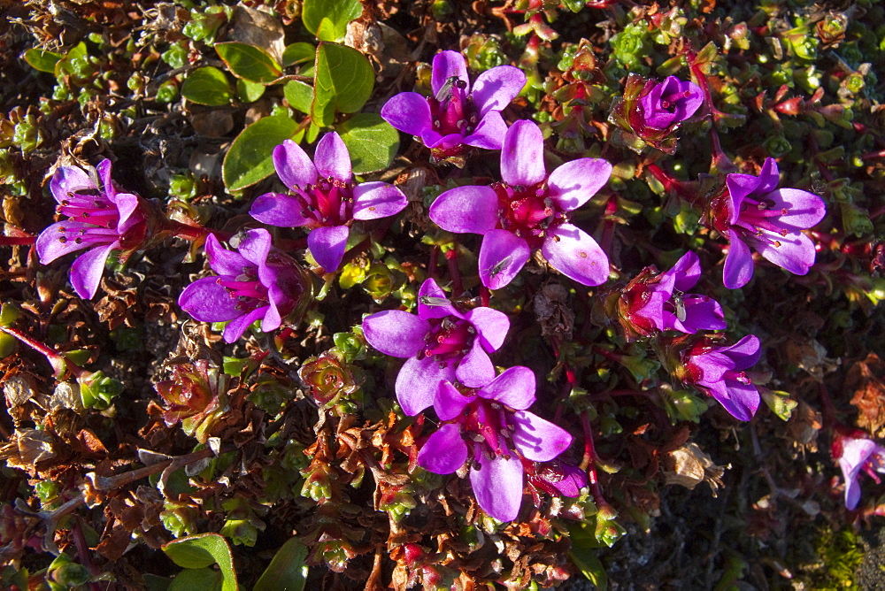 A close-up view of purple (mountain) saxifrage (Saxifraga oppositifolia) in Svalbard, Norway