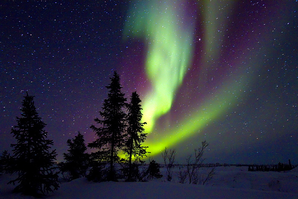 Aurora Borealis (Northern (Polar) Lights) over the boreal forest outside Yellowknife, Northwest Territories, Canada