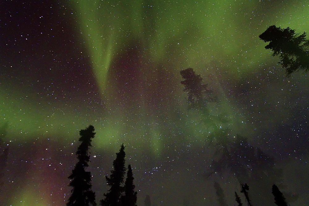 Aurora Borealis (Northern (Polar) Lights) over the boreal forest outside Yellowknife, Northwest Territories, Canada