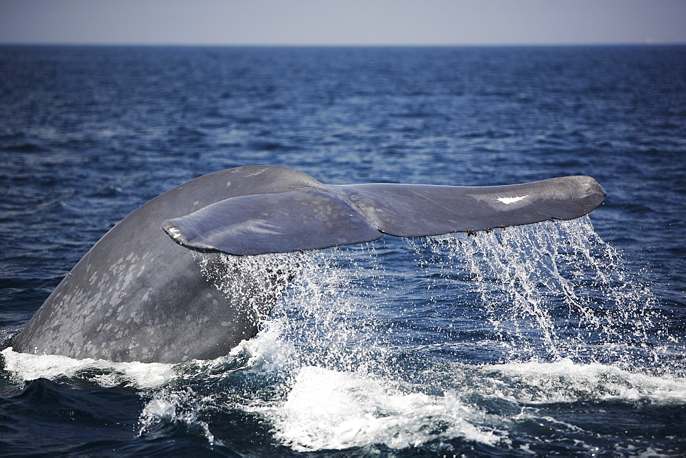 Blue Whale (Balaenoptera musculus) fluke-up dive in the offshore waters of Santa Monica Bay, California, USA. The blue whale is the largest animal to ever live on planet Earth.