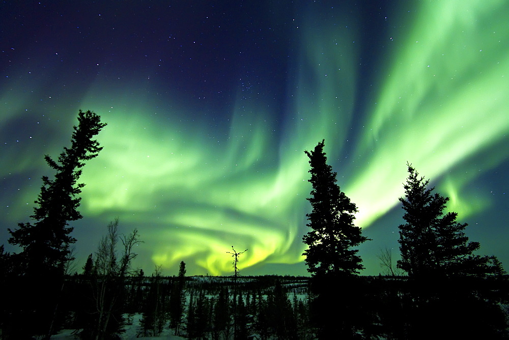 Aurora Borealis (Northern (Polar) Lights) over the boreal forest outside Yellowknife, Northwest Territories, Canada