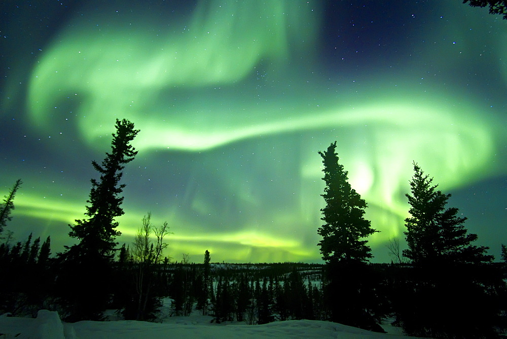 Aurora Borealis (Northern (Polar) Lights) over the boreal forest outside Yellowknife, Northwest Territories, Canada